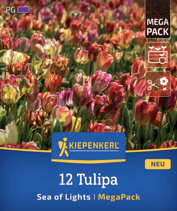 Tulipán Sea of Lights - 12 hagyma