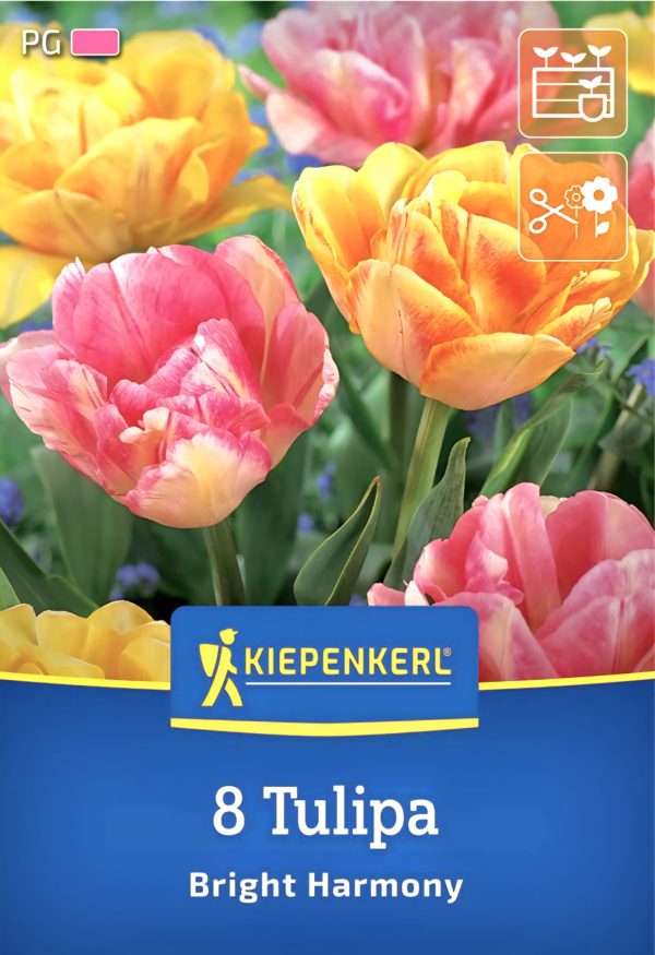 Tulipán Bright Harmony - 8 hagyma