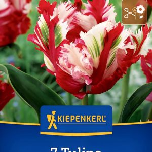 Tulipán Estella Rijnveld - 7 hagyma