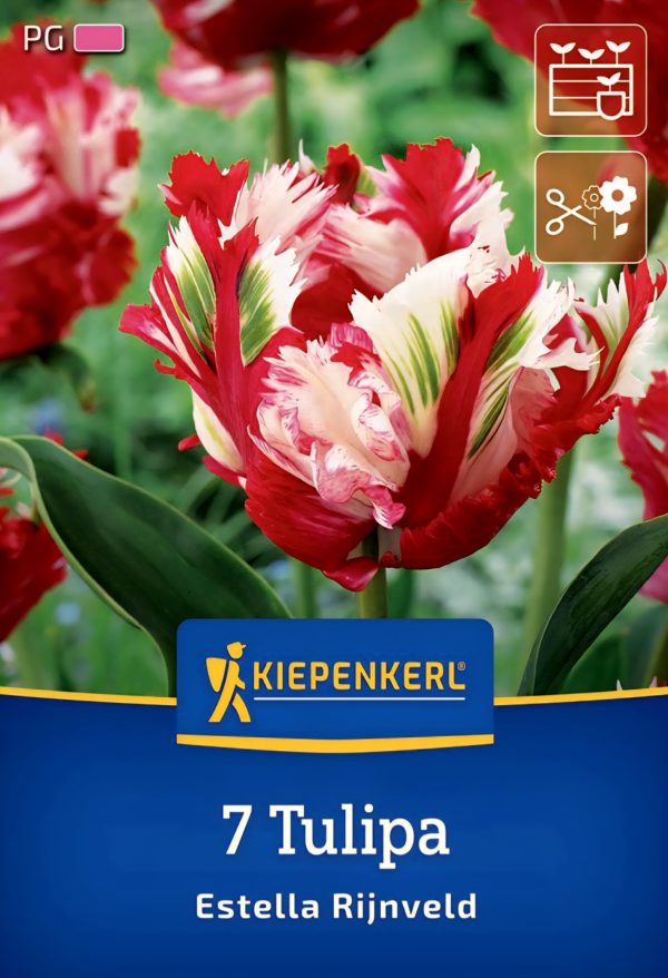 Tulipán Estella Rijnveld - 7 hagyma