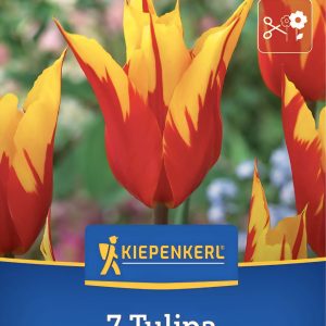 Tulipán Fire Wings - 7 hagyma
