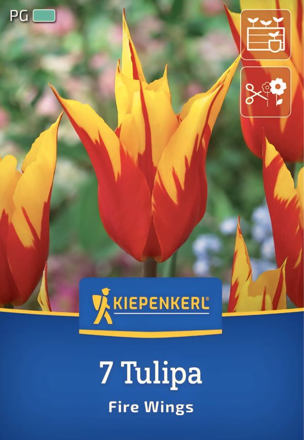 Tulipán Fire Wings - 7 hagyma