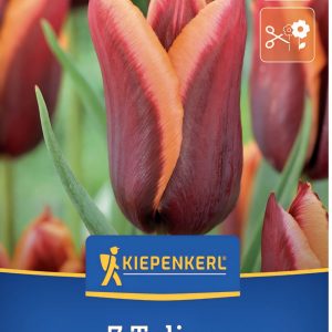 Tulipán Muvota - 7 hagyma