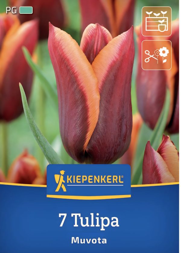 Tulipán Muvota - 7 hagyma