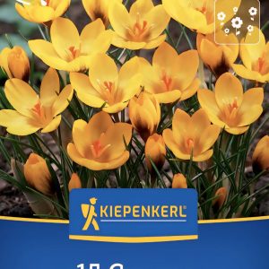Crocus Goldilocks - 15 hagyma