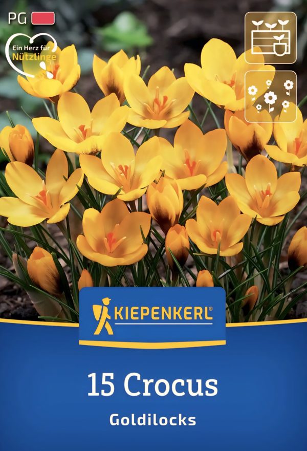 Crocus Goldilocks - 15 hagyma