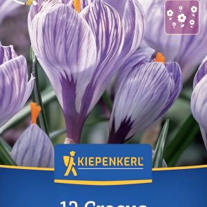 Crocus Pickwick - 12 hagyma