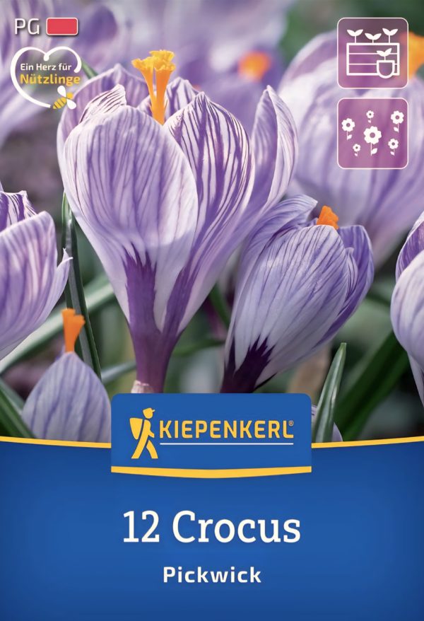 Crocus Pickwick - 12 hagyma
