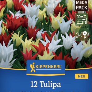 Tulipán Tres Chic Festival mix - 12 hagyma