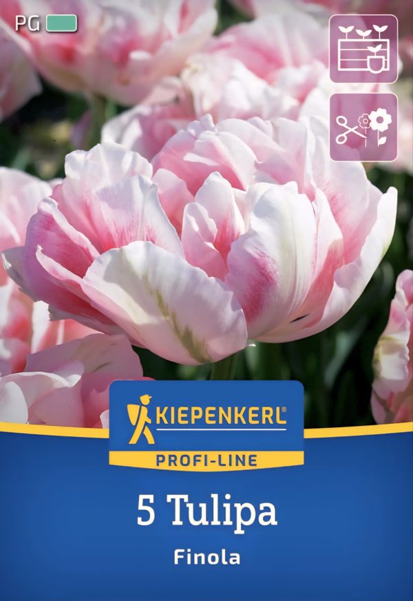 Tulipán Finola - 5 hagyma
