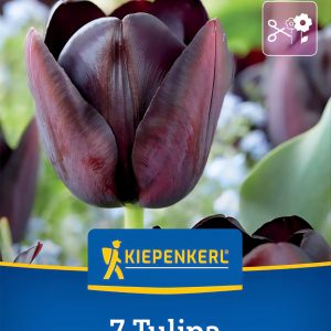 Tulipán Queen of Night - 7 hagyma