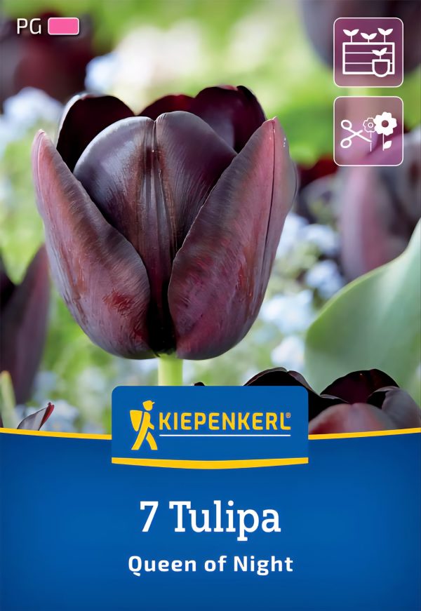 Tulipán Queen of Night - 7 hagyma