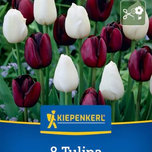 Tulipán Day & Night duo - 8 hagyma