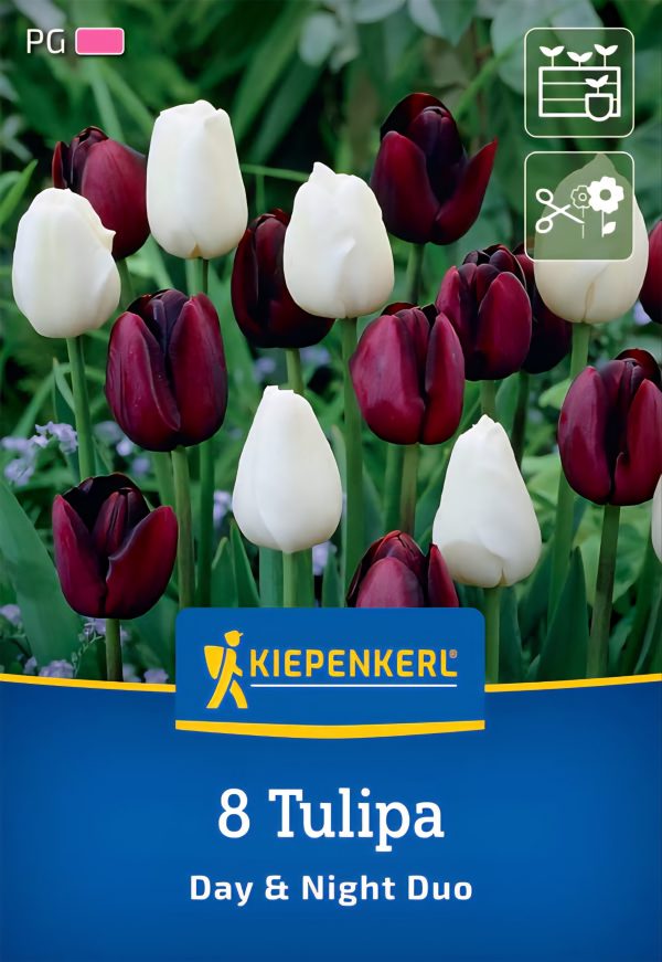 Tulipán Day & Night duo - 8 hagyma