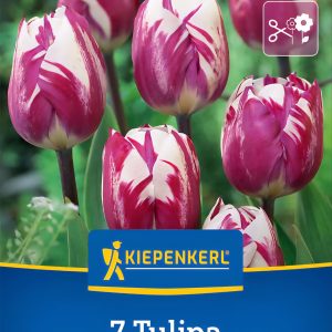 Tulipán Rems Sensation - 7 hagyma