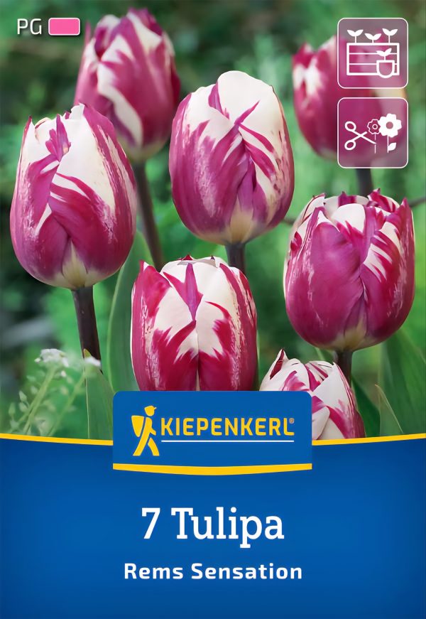 Tulipán Rems Sensation - 7 hagyma