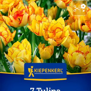 Tulipán Aquilla - 7 hagyma