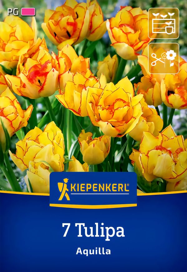 Tulipán Aquilla - 7 hagyma