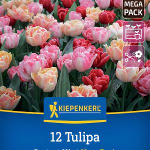 Tulipán Foxtrot mix - 12 hagyma