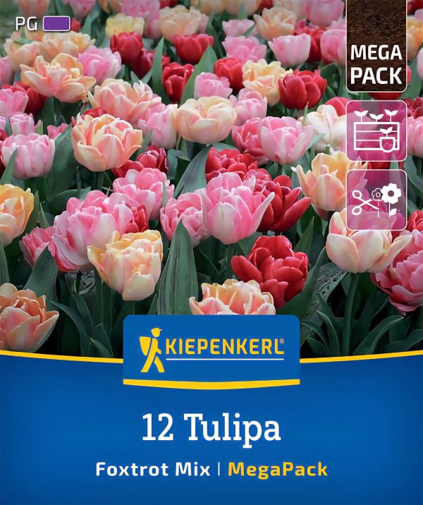 Tulipán Foxtrot mix - 12 hagyma