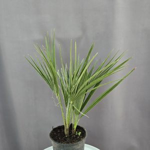 Chamaerops humilis - törpe lószőrpálma ↑40cm ⊘17cm