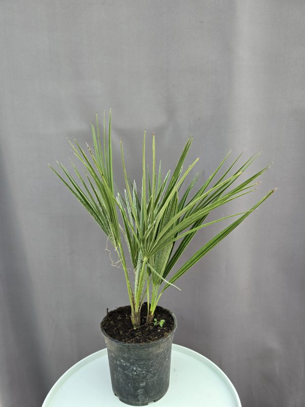 Chamaerops humilis - törpe lószőrpálma ↑40cm ⊘17cm