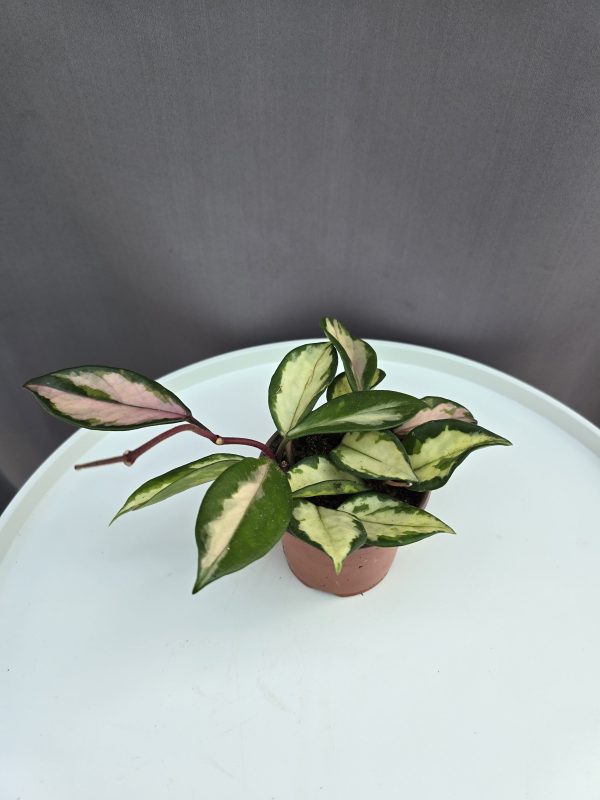 Hoya carnosa 'Tricolor' ↑15cm ⊘9cm