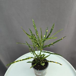 Croton Golden Dust ↑20cm ⊘9cm