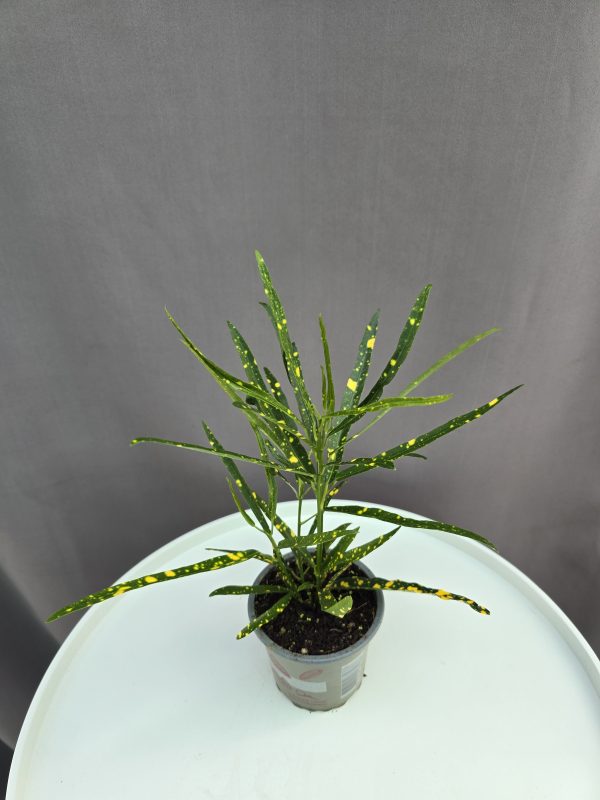 Croton Golden Dust ↑20cm ⊘9cm