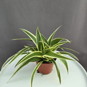 Csokrosinda - Chlorophytum ↑20cm ⊘10cm