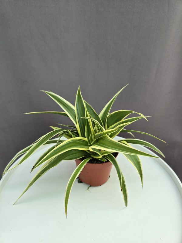 Csokrosinda - Chlorophytum ↑20cm ⊘10cm