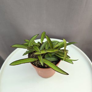 Hoya Wayetii ↑20cm ⊘12cm