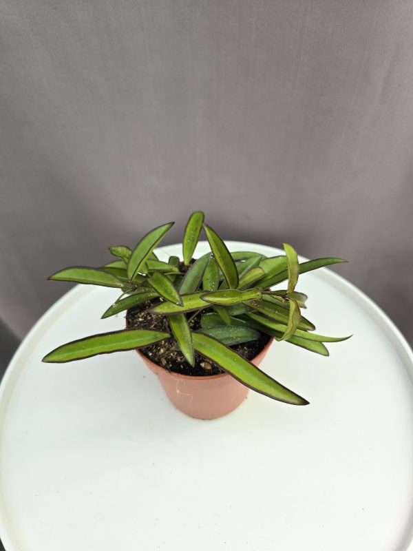 Hoya Wayetii ↑20cm ⊘12cm