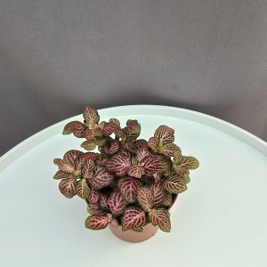 Fittonia red ↑10cm ⊘8cm