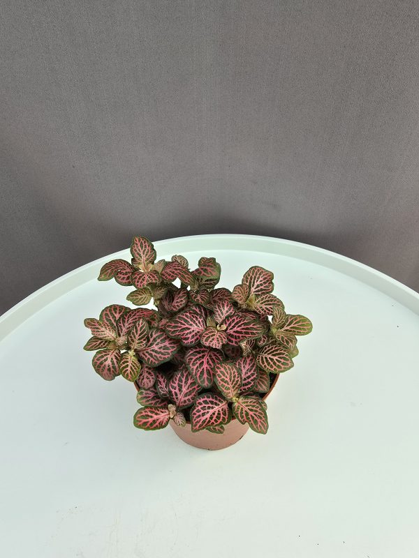 Fittonia red ↑10cm ⊘8cm