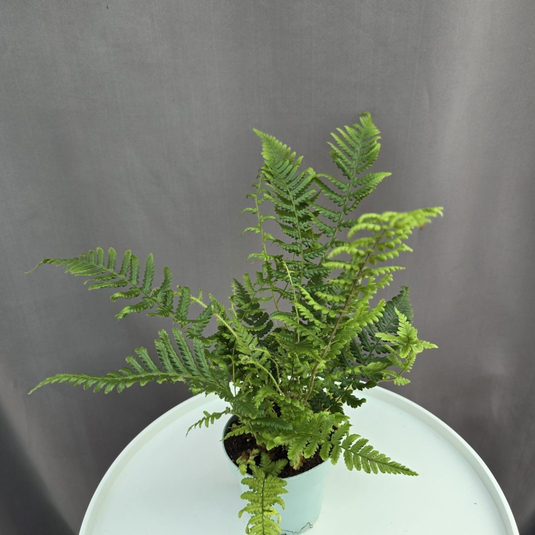 Díszes vesepáfrány - Polystichum setiferum 'Dahlem' ↑20cm ⊘8cm