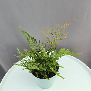 Vörös pajzsika ↑20cm ⊘8cm