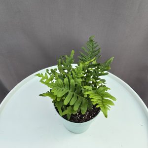 Polypodium vulgare - Édesgyökerű páfrány ↑20cm ⊘8cm
