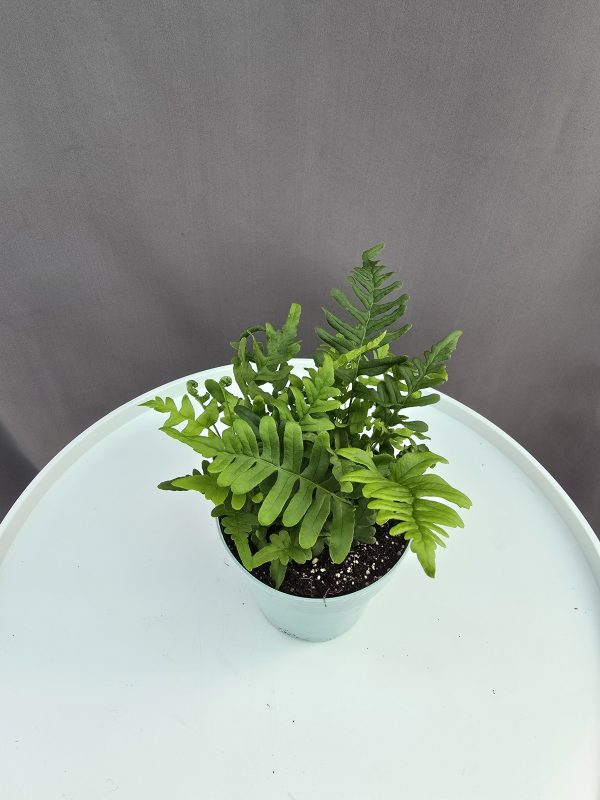 Polypodium vulgare - Édesgyökerű páfrány ↑20cm ⊘8cm
