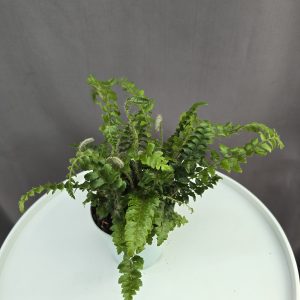 Szőrös vesepáfrány ↑20cm ⊘8cm