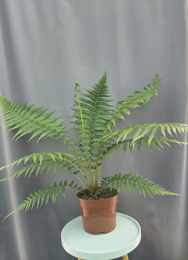 Óriás páfrányfa - Dicksonia antarctica Labill. ↑60cm ⊘24cm