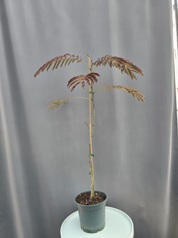 Albizia julibrissin Summer Chocolate - Csoki selyemakác ↑100cm ⊘18cm