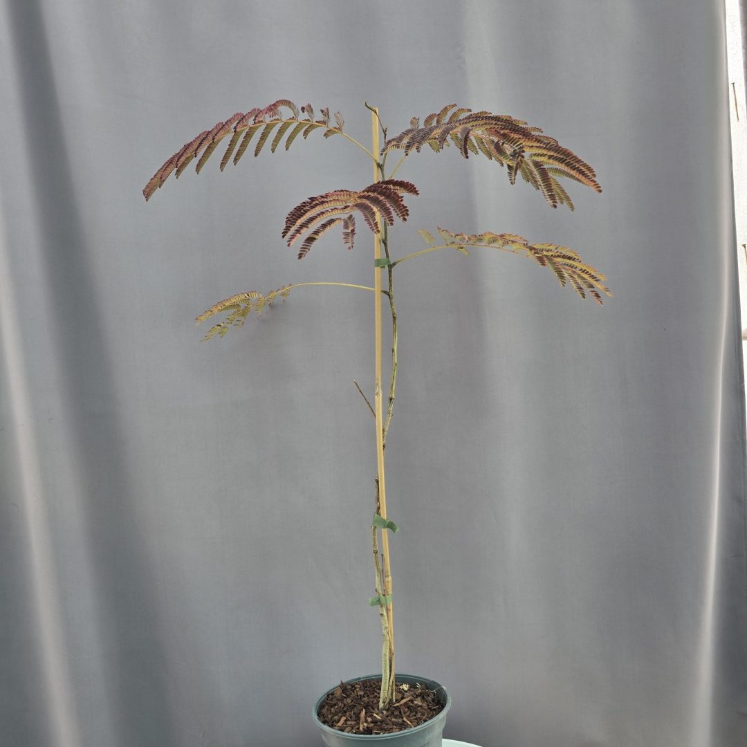 Albizia julibrissin Summer Chocolate - Csoki selyemakác ↑100cm ⊘18cm