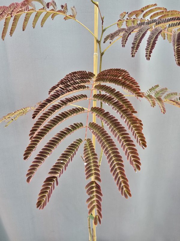 Albizia julibrissin Summer Chocolate - Csoki selyemakác ↑100cm ⊘18cm - Image 2