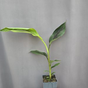 Musa sikkimensis 'Ever Red' - Zebra darjeeling banán ↑50cm ⊘12cm
