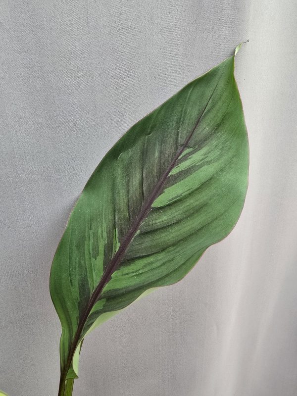Musa sikkimensis 'Ever Red' - Zebra darjeeling banán ↑50cm ⊘12cm - Image 2