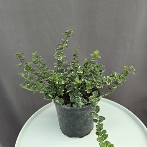 Euonymus fortunei ‘Emerald Gaiety’ – kúszó kecskerágó