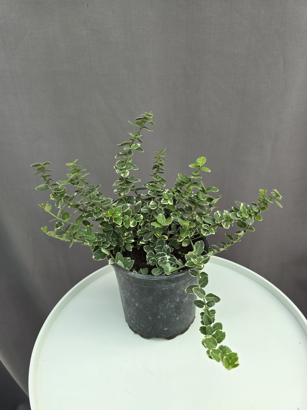 Euonymus fortunei ‘Emerald Gaiety’ – kúszó kecskerágó