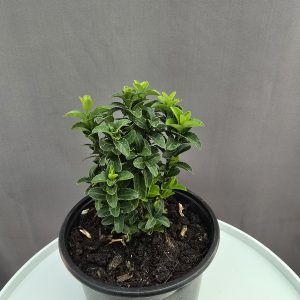 Euonymus japonicus 'Green Spire'