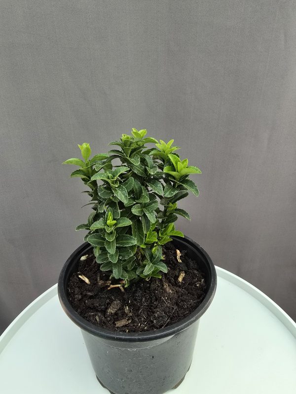 Euonymus japonicus 'Green Spire'